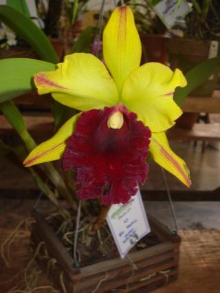 blc-toshie-aoki.JPG