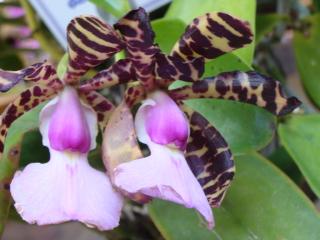 cattleya-aclandiae.jpg