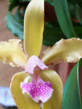 cattleya-granulosa.jpg