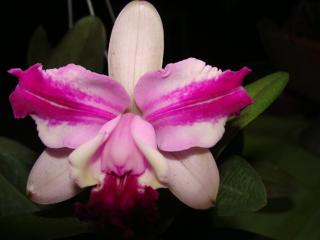 cattleya-intermedia-flamea.jpg