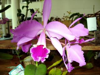 cattleya-labiata.JPG