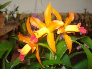 cattleya-peppermint-candy.JPG