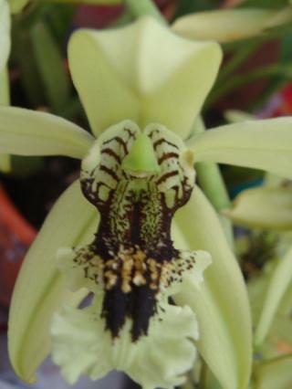 coelogyne-pandurata.jpg