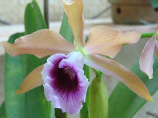 laelia-tenebrosa-maria-fumaca-x-fumajina.jpg