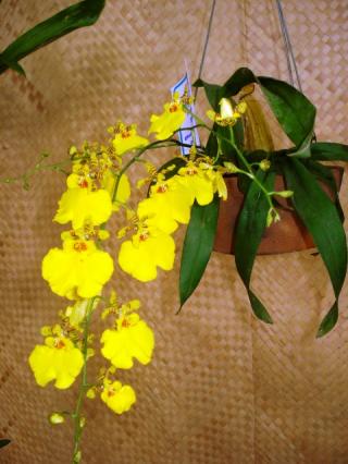 oncidium-aloha.JPG