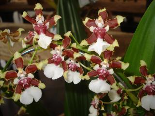 oncidium-sharry-baby.JPG