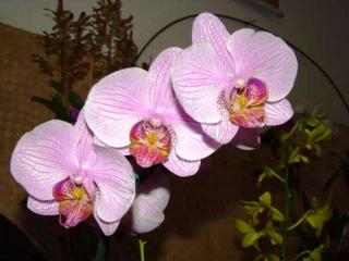 phalaenopsis-rosa.JPG