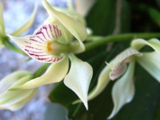 prosthechea-fragrans.jpg