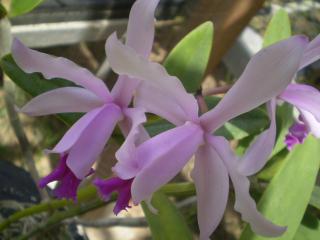 cattleya-intermedia.jpg