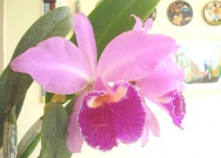 cattleya-labiata-001-089-2009-01.JPG