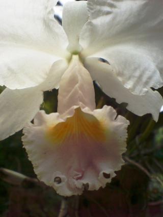 cattleya-trianae-caerulea.JPG