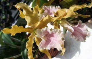 laelia-grandis-lindl.jpg