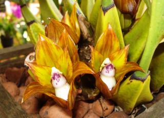 bifrenaria-tetragona.JPG