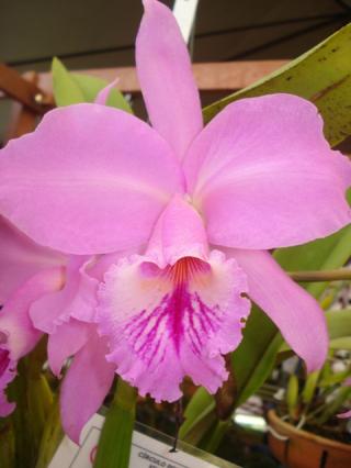 cattleya-labiata.JPG