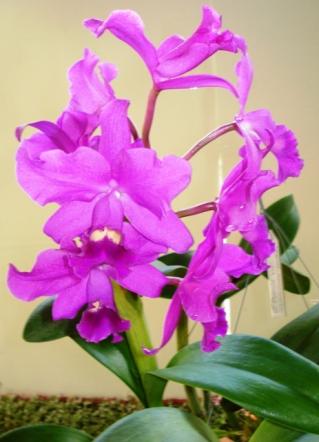 cattleya-portia.JPG