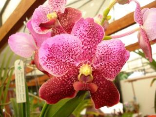 vanda-sanderiana.JPG