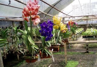 orquidario-santa-barbara-01.JPG