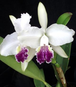 orquidario-santa-barbara-03-c-lueddemanniana-caerulea.JPG