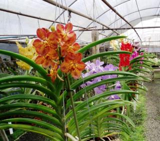 orquidario-santa-barbara-04.JPG