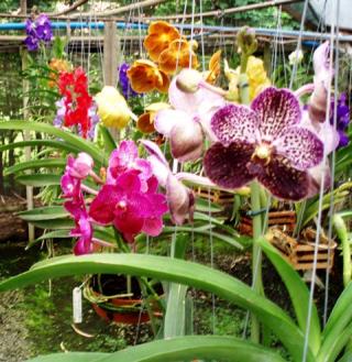 orquidario-santa-barbara-05.JPG