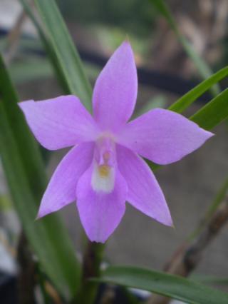 dimerandra-emarginata-vera.jpg