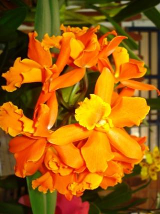 blc-pokai-tangerine-lea.JPG