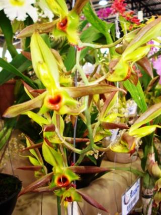 catasetum-osculatum.JPG