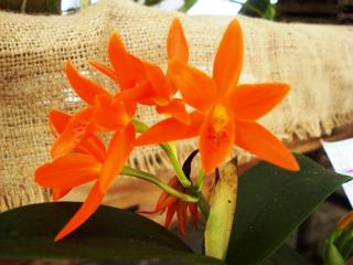cattleya-aurantiaca-orange.JPG