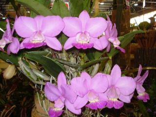 cattleya-dolosa-tipo-mariana.JPG