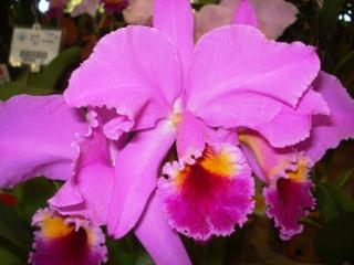 cattleya-jemanii.JPG