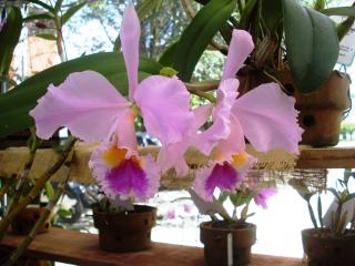 cattleya-labiata.JPG