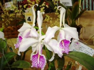 cattleya-maxima.JPG