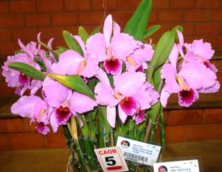 cattleya-percivaliana-tipo.JPG