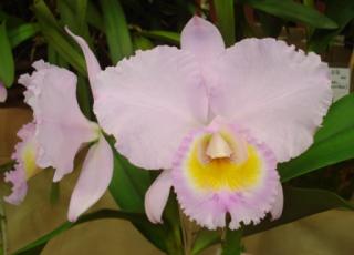 cattleya-trianae-orion.JPG