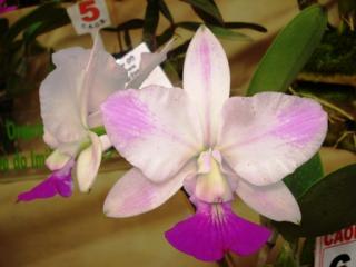 cattleya-walkeriana-flamea.JPG