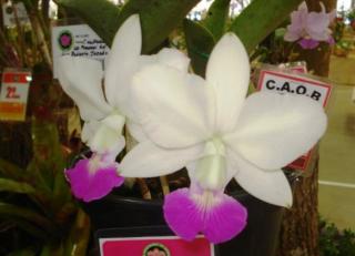 cattleya-walkeriana-sa-puanani.JPG