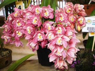 cymbidium-ruby-sarah.JPG