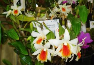 dendrobium-fire-coral.JPG