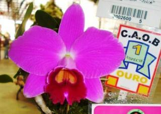 laelia-pumila-rubra-julia.JPG