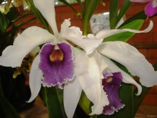 laelia-purpurata-ardosia-x-cattleya-warneri.JPG