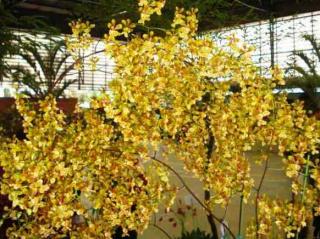 oncidium-divaricatum.JPG