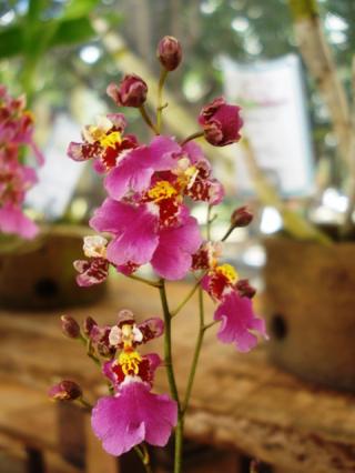 oncidium-mini-rossi.JPG