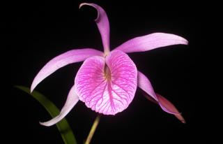 blc-morning-glory-0709-2.JPG