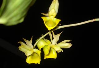 catasetum-discolor-0709-1.JPG