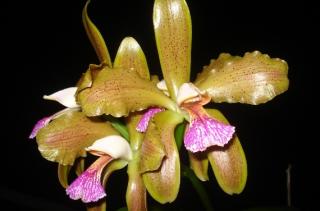 cattleya-granulosa-0709-2.JPG