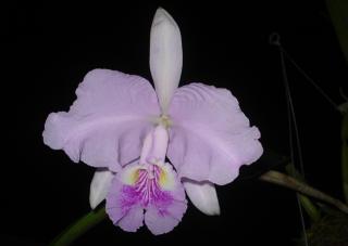 cattleya-lueddemanniana-0709-1.JPG