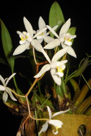 coelogyne-flaccida-0709-2.JPG