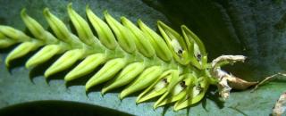 maria-rita-acianthera-pectinata-alba.jpg