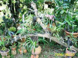 maria-rita-orquidario-02.jpg