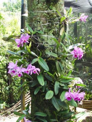 maria-rita-orquidario-03.jpg